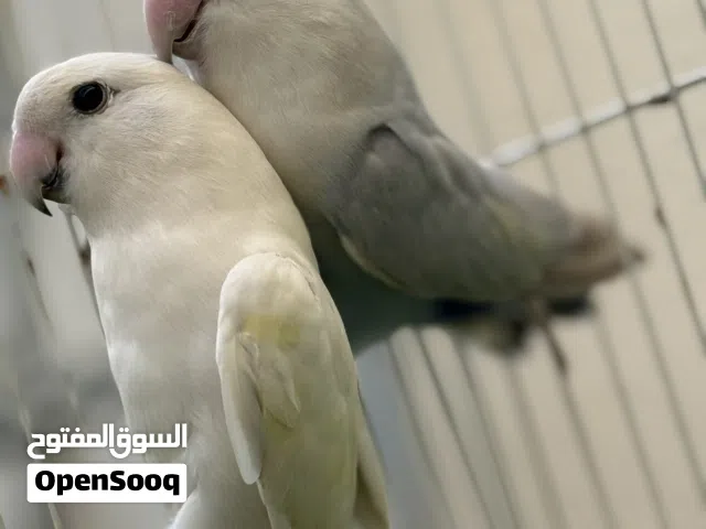 طيور روز زوجين منتجين