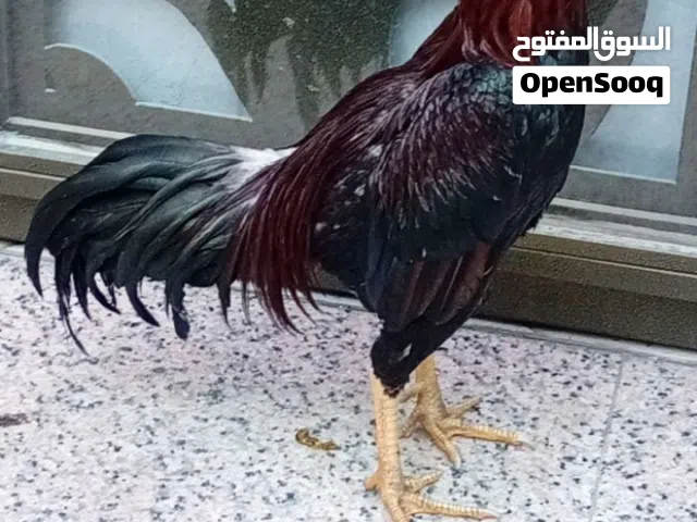 ديج هندي درجه اولى عراك تاخذه وتندعيلي