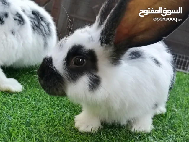 الاب جامبو الام بابيون اقراء الوصف