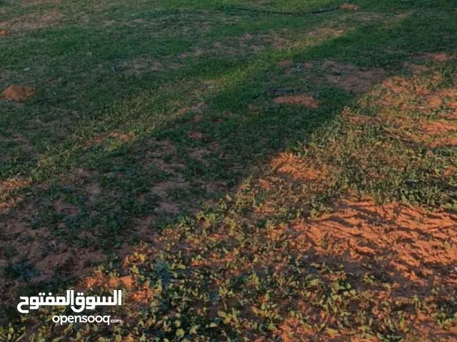 قطعة أرض مساحتها 566.8 عين زارة بعد مثلث السلام للبيع تبعد عن رئيسي 150 متر  ملك مقدس