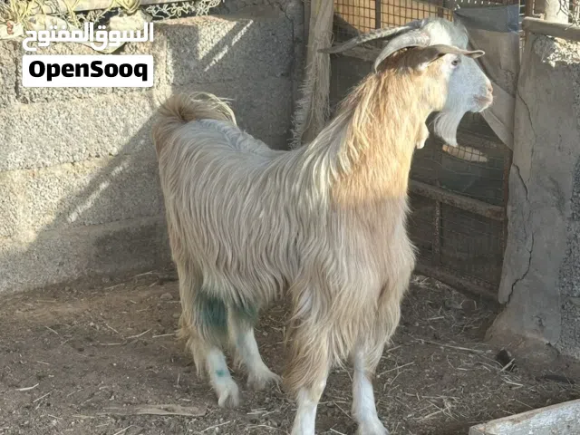 للبيع تيوسه مخصايات