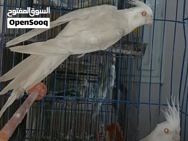 كوكتيل البينو فالو جوز شغال