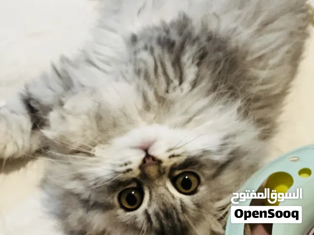 قطة نوع شانشيلا لونغ هير لون رمادي