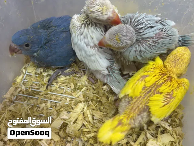 فروخ متو للبيع