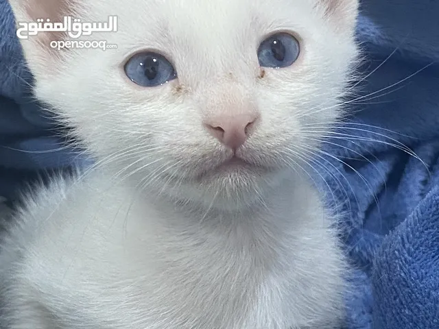 قطة انثى للتبني، عمرها شهرين ونص
