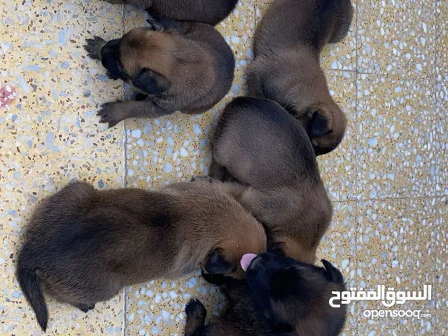 Chiots Berger Malinois