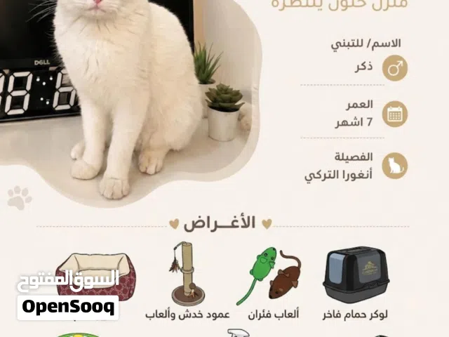قط انغورا تركي للبيع مع اغراضه