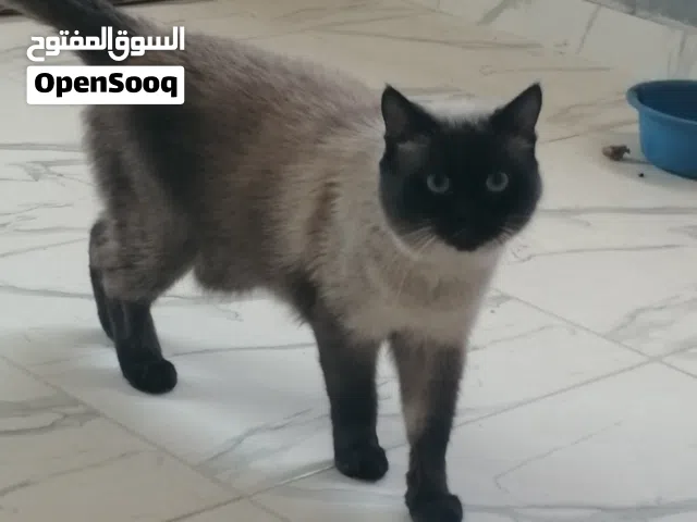 ذكر سيامي أنثى بريتش