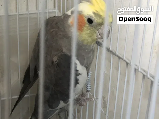 طيور للبيع