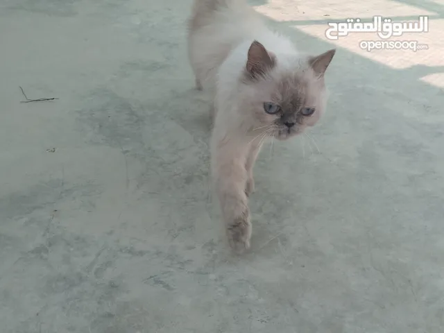 بسه. انثاي هملايا افطس عمر ست شهور