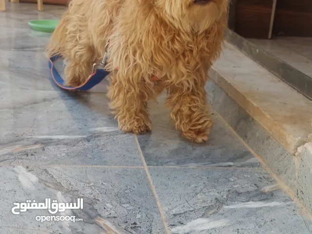كلب زينة هادي جدا