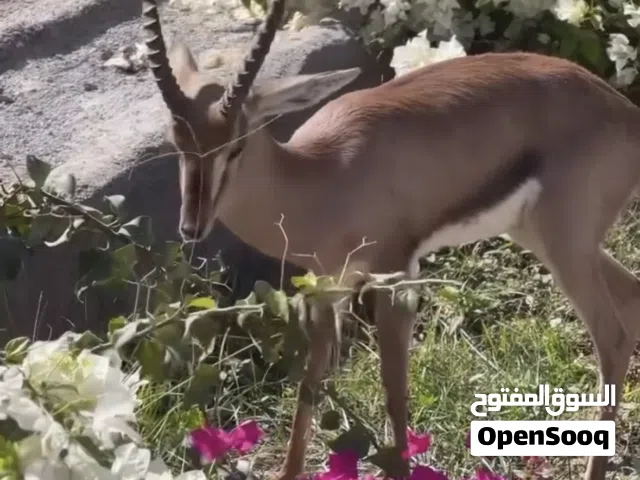 الظبي العمر سنتين بصحة ممتازة
