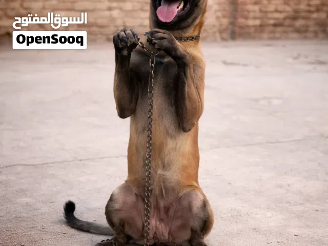 متاح أقوي نتايتين مالينو شربوني مدربين ومنتجين تدريب علي اعلي مستوي ما شاء الله تبارك الله..........