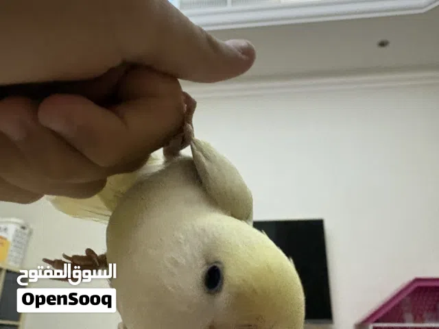 روز ذكر العمر 5 شهور لعوب و اليف و هدد و ما يعرف للعض و صحته 100% و الطير يطير
