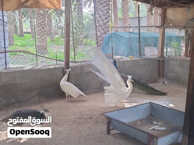 طاووس ابيض وبلاك شولدر