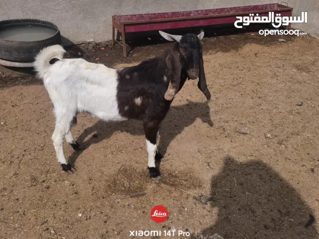 صخل لبيع نوع افغاني