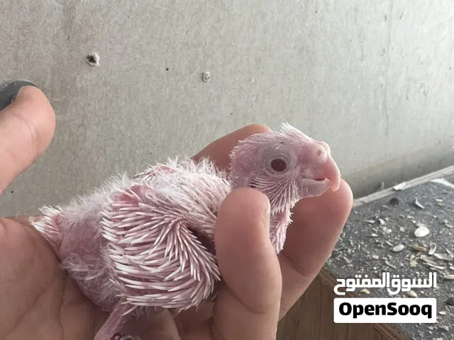 كوكتيل البينو عيونها احمر