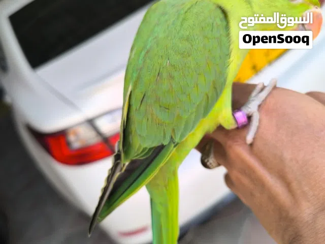 متوه اليف جدا وحجم طيب