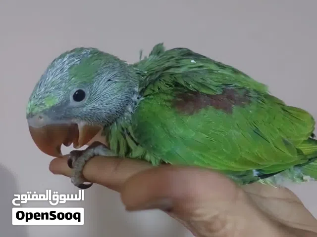 دره اميركي تاكيل يدوي
