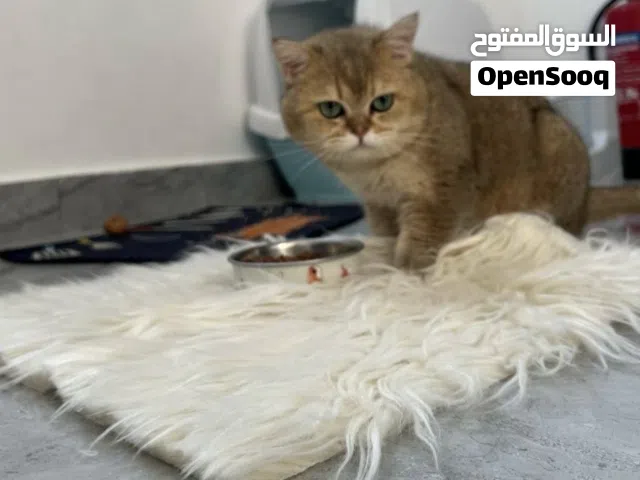 ذكر برتش هير طاب تزاوج  اي قطوه عادي النضام ما اخذ منك عيال  تكلفه 40 قابل للتفاوض