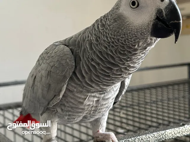ببغاء كاسكو للبيع - African grey Parrot