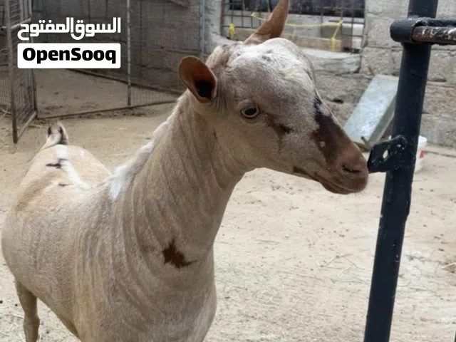 تيس كريمي اصمع صافي للبيع