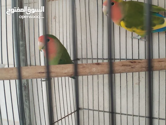 بيع عصافير الرز