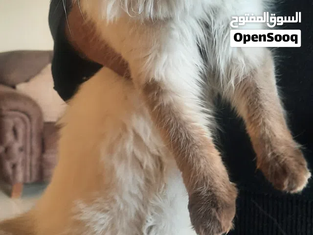 قطه عمرها 5شهور نضيف  حلوه البيع