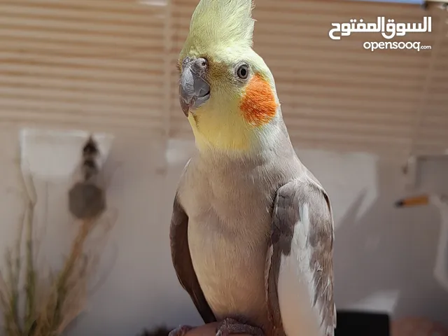 كوكتيل نص ترويض