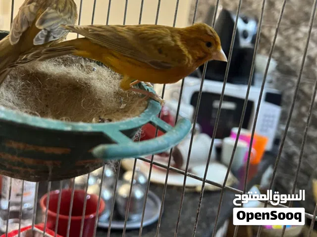 جوز كرزيات بزرة قديمه اول خيرهن