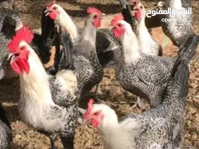 فراخ فيومي