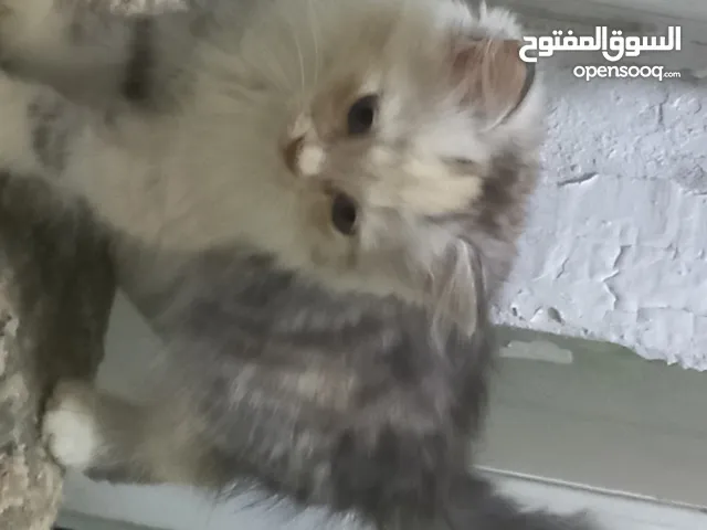 قطط صغيرة شيراز