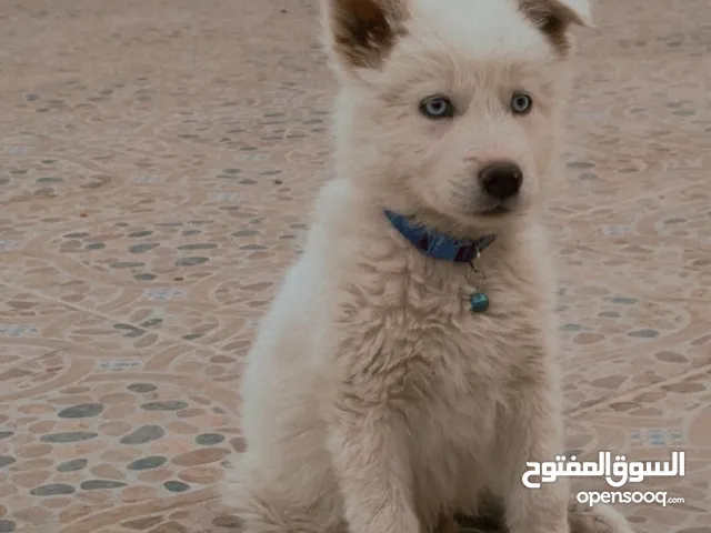 ذكر سامويد عمر 3 شهور