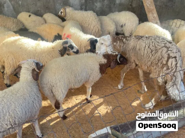 خروف خرطومي ماشاءالله