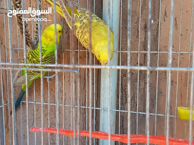 كوبيه بقلينو