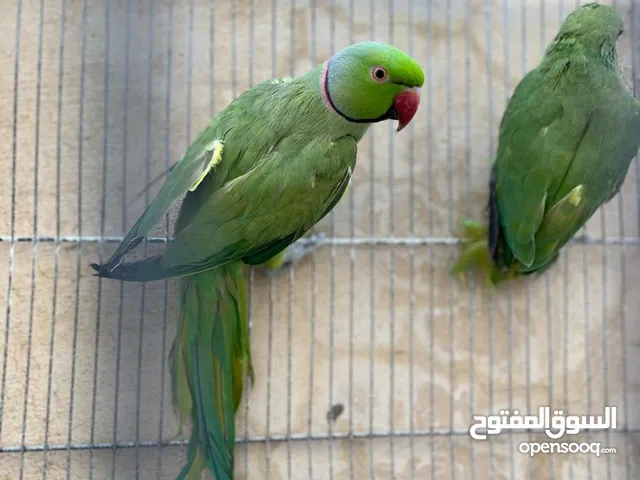 ببغاء درة ـ الوان رائعة وصحة ممتازة(جامبو)