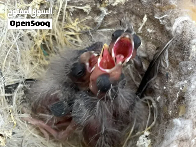 عش جغوله للبيع