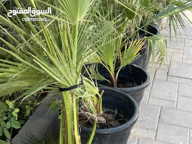 اشجار واشنطونيا