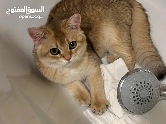 قط سكوتش ستريت قولد للتزاوج