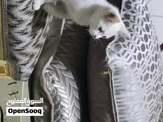 متاح قطط للتبني عمر شهرين تقريبا