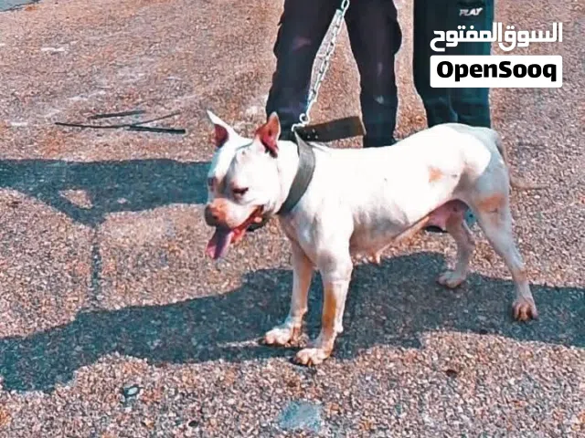 كلب بيت بول للبيع