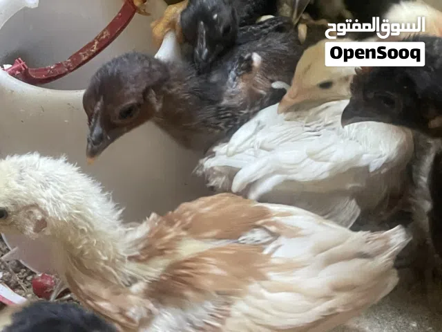 صيصان بلدي نخب للبيع
