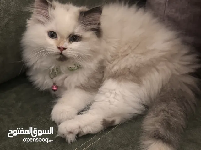 قطة للبيع راج دول