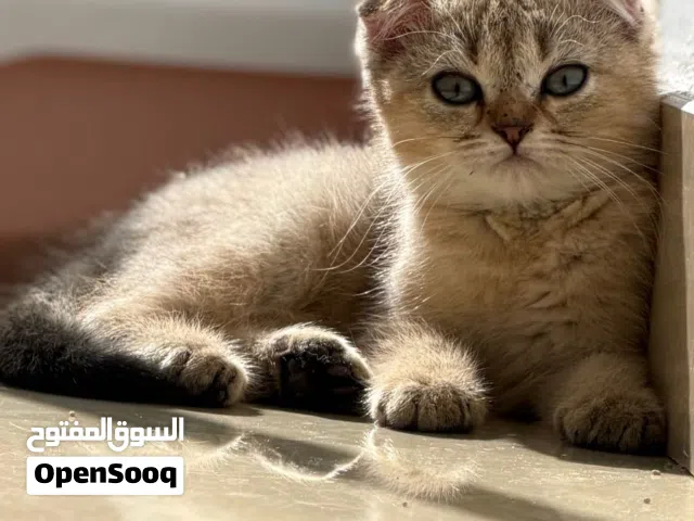 سكوتش للبيع عمره 2شهر