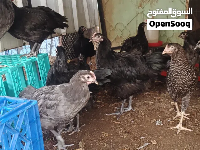 Australorp heritage