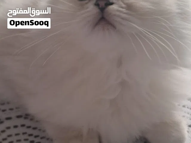 قطه شيرازي شانشيلا. بيور