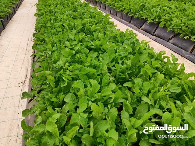 فرصة ذهبية للاستثمار في مشروع زراعة مائية مستدامة بعائد ممتاز !
