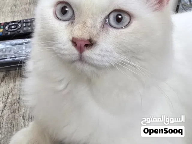 قط للبيع شيرازي