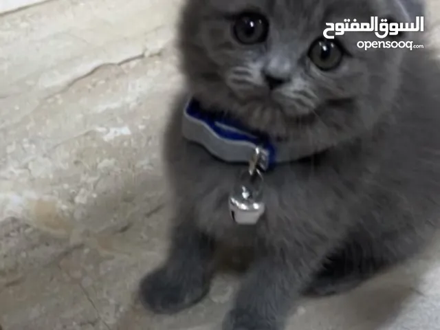 قطه للبيع ، مآخذه 3 مطاعيم