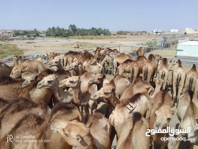 وصول دفعة جديدة من القعدان المطعومه احجام ممتازه